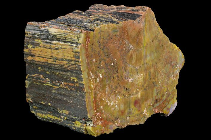 Colorful, Polished Petrified Wood Section - Arizona #129534